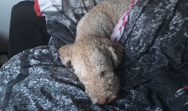 Slapende honden...