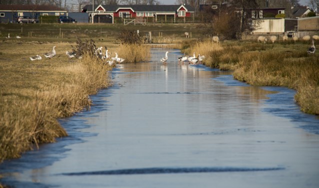 Deze ganzen in een sloot in de Weerlanerpolder proberen de hardheid van het ijs. | Foto: Remco Out