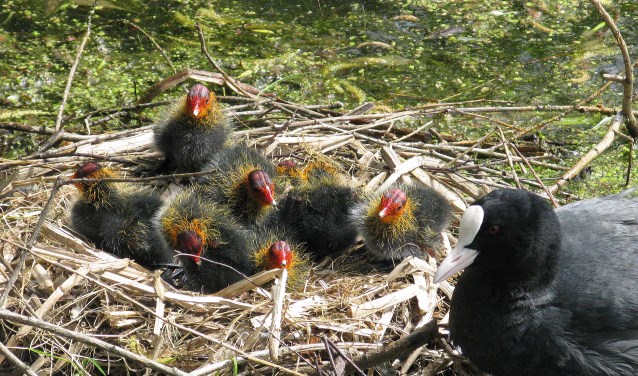 Een meerkoet bij haar nest kuikens.