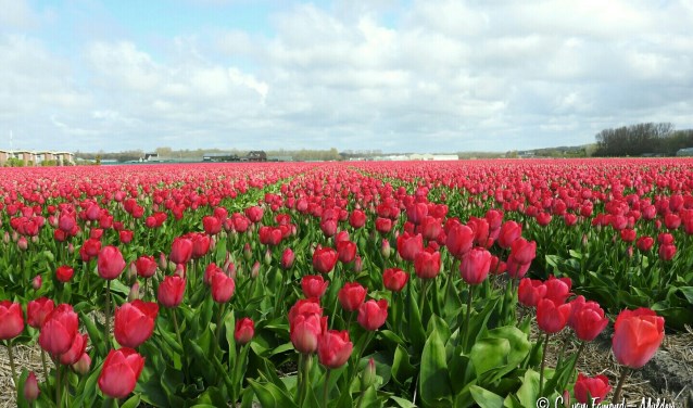 Op zaterdag 14 april vindt Het Beste van de Bollen plaats, een fietsroute langs het beste wat de streek te bieden heeft. | Foto: Céline van Egmond