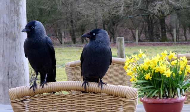 Twee kauwtjes, vogels die je vaak tegenkomt in woonwijken.