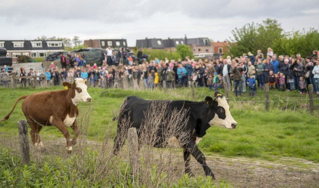 Het is altijd een prachtig gezicht: de koeien die voor het eerst weer de frisse wei in hollen, ook wel dansen genoemd. Wat een vrolijkheid, koeien en publiek genieten!