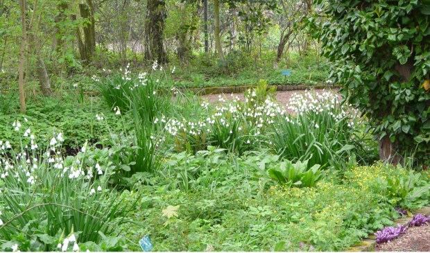 Zomerklokjes en prachtschubwortel in de heemtuin.