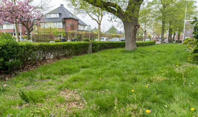 Het gras staat op de meeste plekken minstens 20 centimeter hoog.
