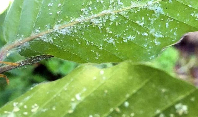 Wolluis op een beukenblad. | Foto: Ton Gordijn
