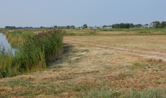 Pas afgelopen week is het grasland grotendeels gemaaid, waarbij het riet ongemoeid is gelaten.
