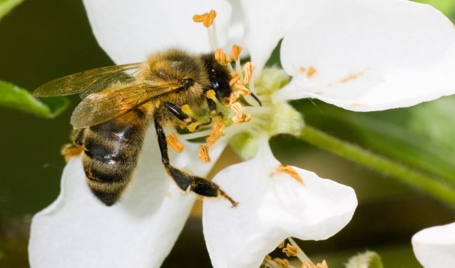 Bijen hebben het moeilijk tegenwoordig: met name door een tekort aan bloemen. | Foto: pr