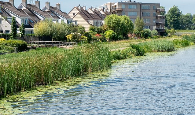 Het Hoogheemraadschap houdt het waterpeil momenteel vrij hoog. Op de foto de Dwarswatering ter hoogte van de Buitenhof.