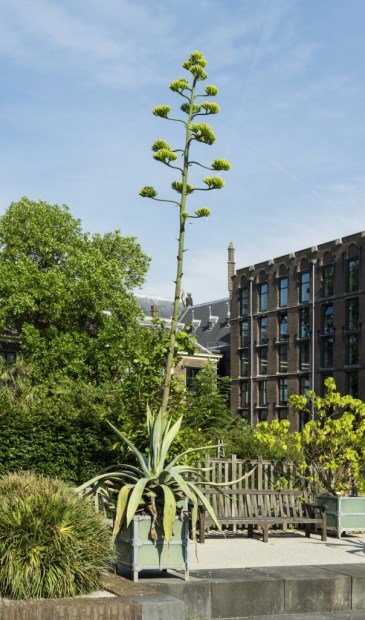 Een van de bloeiende Agave americana in Leidse Hortus.