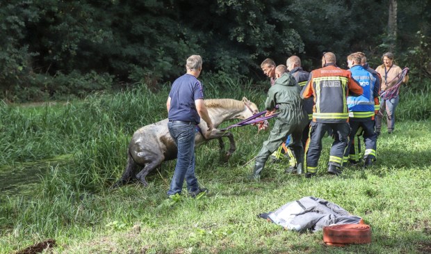 Met vereende krachten wordt het paard op de kant getrokken.