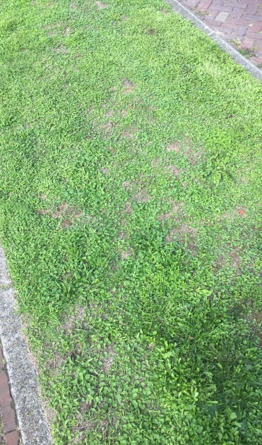 In sommige bermen zie je nu hele matten van verschillende soorten kiemplanten, waar weinig gras tussen zit.