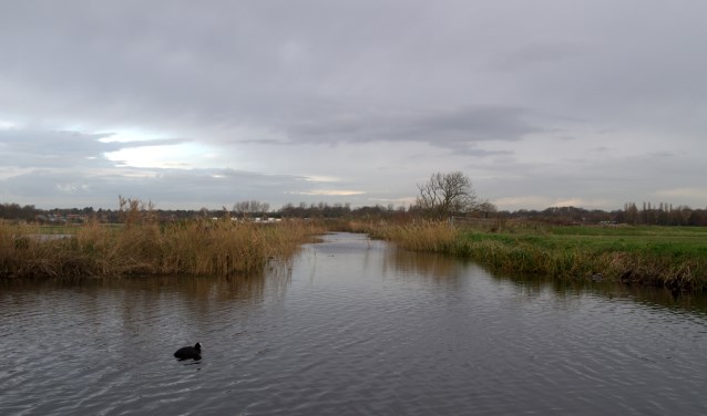 De Oosteinderpolder, waar vele weidevogels huizen, moet op de schop voor de Duinpolderweg.