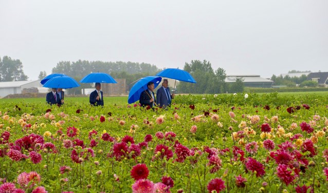 Bestuurders op weg naar de ondertekening, midden in het veld vol dahlia's. | Foto: Willem Krol