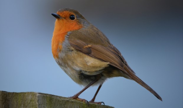 Roodborstjes zie je in deze tijd van het jaar veel in de tuin.