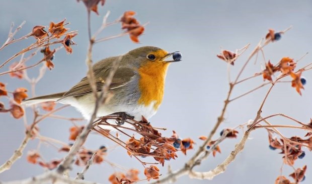 Roodborstjes zie je in deze tijd van het jaar veel in de tuin.