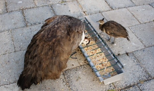 De dieren in Park Rusthoff worden door vrijwilligers gevoerd. Het is niet toegestaan zelf brood aan de beesten te voeren. | Foto: pr./: Hennie de Bok