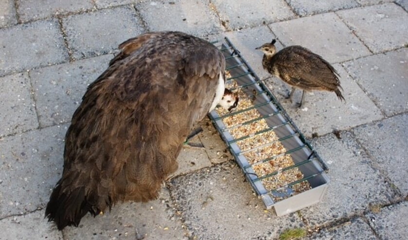 De dieren in Park Rusthoff worden door vrijwilligers gevoerd. Het is niet toegestaan zelf brood aan de beesten te voeren. | Foto: pr./: Hennie de Bok