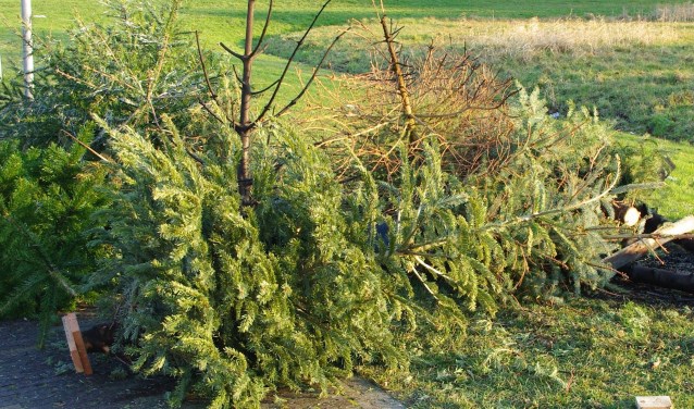 Kerstbomen moeten in principe worden weggebracht naar de gemeentewerf als ze niet op 3 januari zijn meegegeven.