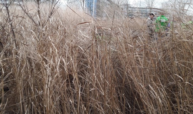 Het plantsoen ziet er armetierig uit | Foto: PR