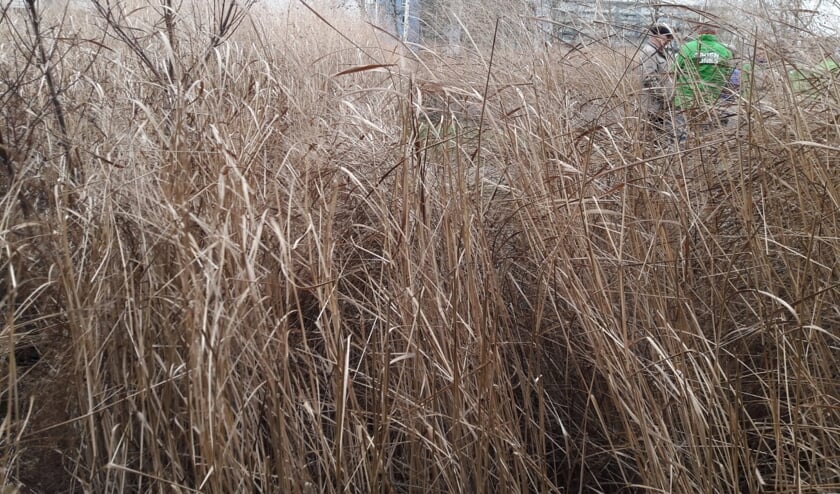Het plantsoen ziet er armetierig uit | Foto: PR