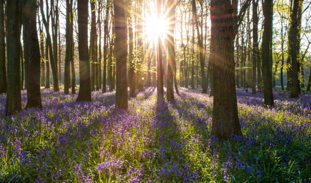 Leer bomen herkennen aan de hand van hun schors en knoppen.