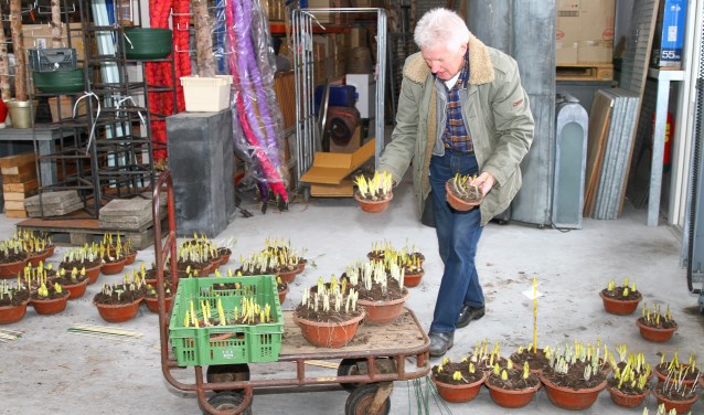 De bollen worden opgehaald om thuis tot bloei te brengen voor de Lenteflora.