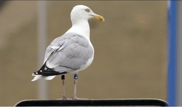 Zilvermeeuw.