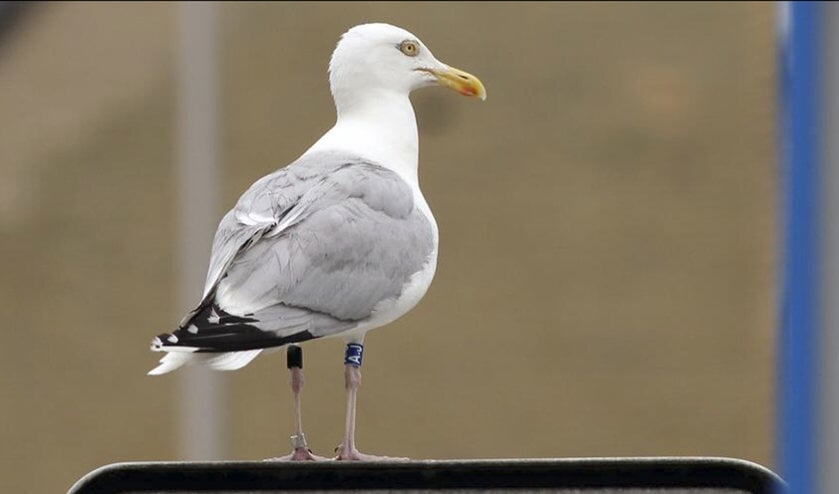 Zilvermeeuw.