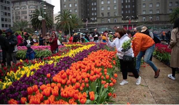 Tulpen plukken in San Francisco op Union Square was een belevenis voor het publiek.