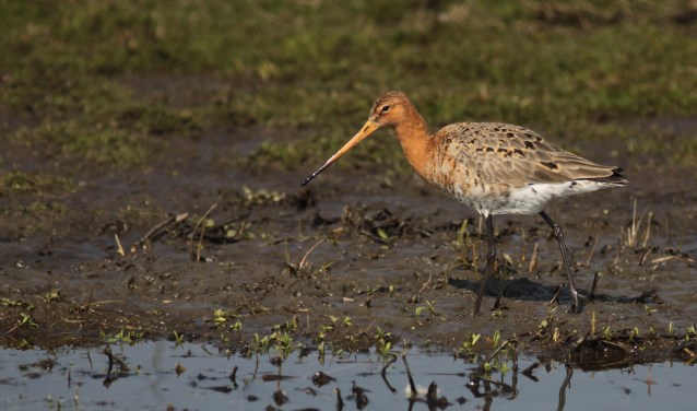 De grutto is een van de trekvogels in Warmond. | Foto: pr.