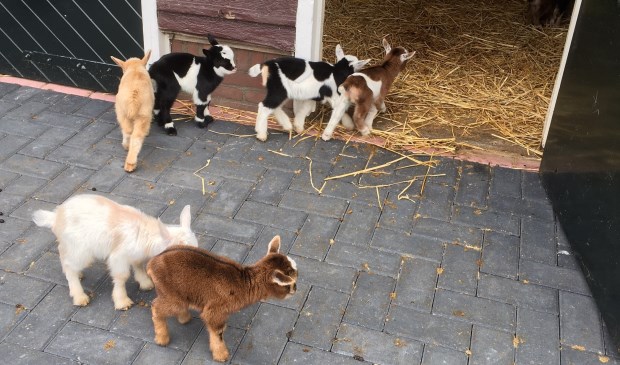 Zes geitjes van krap een week oud in de Leiderdorpse kinderboerderij. Het zijn net speelgoedbeestjes.