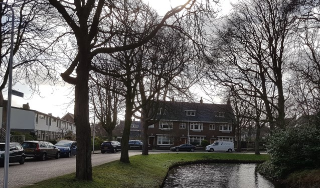 De kastanjes in de Wilhelminalaan en Prins Hendriklaan. | Foto: MV