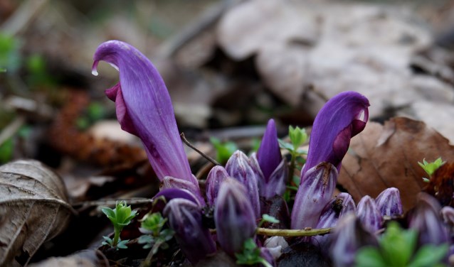 De fraaie paarse prachtschubwortel is een parasitaire plant die zijn energie pikt uit de wortels van de boom waar hij onder groeit.