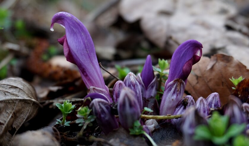 De fraaie paarse prachtschubwortel is een parasitaire plant die zijn energie pikt uit de wortels van de boom waar hij onder groeit.