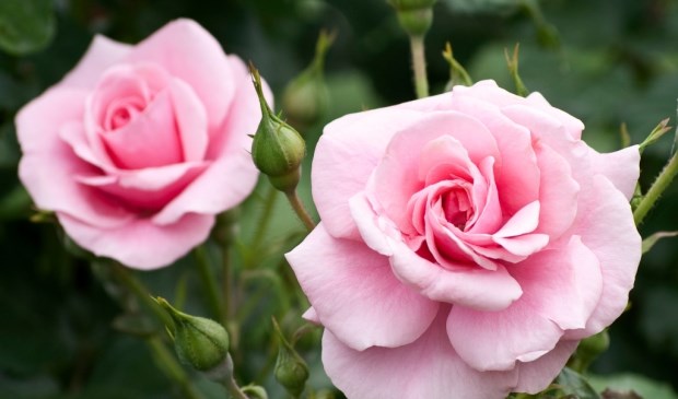 Pink roses