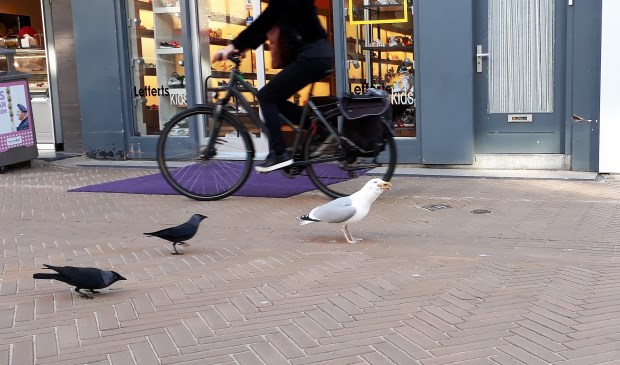 De roofmeeuw in het centrum is weer zeer actief. Dus oppassen geblazen als u met iets lekkers loopt. | Foto: SKvD