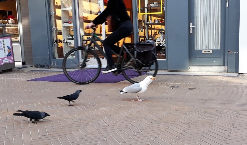 De roofmeeuw in het centrum is weer zeer actief. Dus oppassen geblazen als u met iets lekkers loopt. | Foto: SKvD
