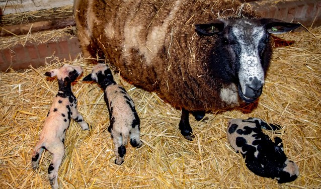 Vanochtend vroeg zijn de eerste lammetjes geboren in de Leiderdorpse kinderboerderij.