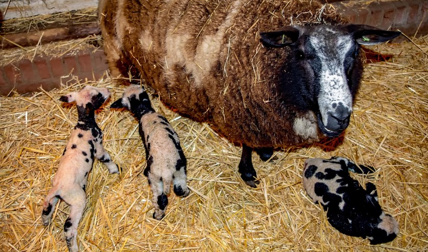 Vanochtend vroeg zijn de eerste lammetjes geboren in de Leiderdorpse kinderboerderij.