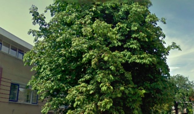 Het huis van de dames Van Vliet is er niet meer; de boom nog wel. | Foto GoogleMaps.