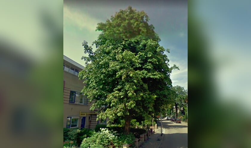 Het huis van de dames Van Vliet is er niet meer; de boom nog wel. | Foto GoogleMaps.
