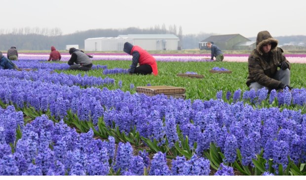 Het snijden van de hyacinten had eigenlijk twee dagen eerder moeten gebeuren, maar de weersomstandigheden waren toen niet gunstig.