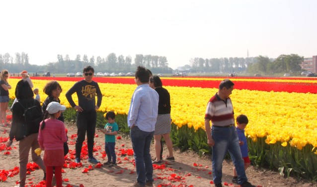De bollenvelden waren afgelopen weekend een toeristische topattractie. | Foto: Wim Siemerink