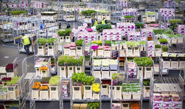 Royal FloraHolland Naaldwijk-Honselersdijk.