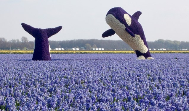 De springende orca's zijn goed voor de tweede prijs. | Foto: Piet de Boer