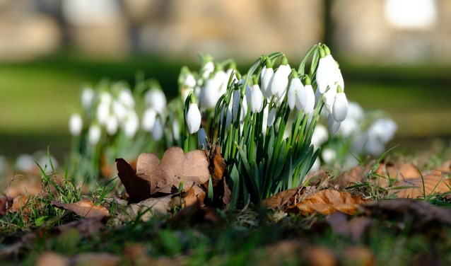 De sneeuwklokjes voor ze uitgebloeid waren. Nu zijn ze niet meer zo mooi, maar wel goed te planten.