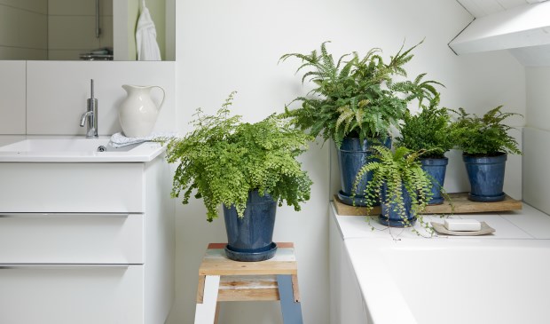 Styling Elize Eveleens - Klimprodukties