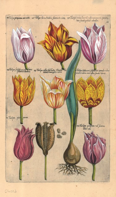 De bollencatalogus is in prent gebracht door graveurs in de 17e eeuw.