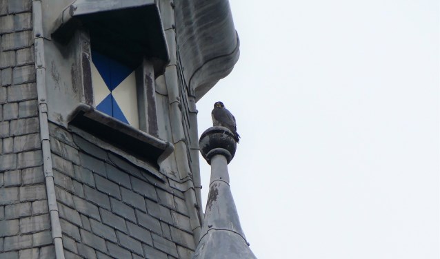Het Slechtvalk-mannetje op de Nieuwe Kerk. | Foto Arjan van Egmond