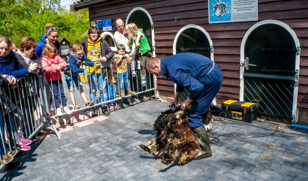 Het schapen scheren in de Leiderdorpse kinderboerderij in 2018.